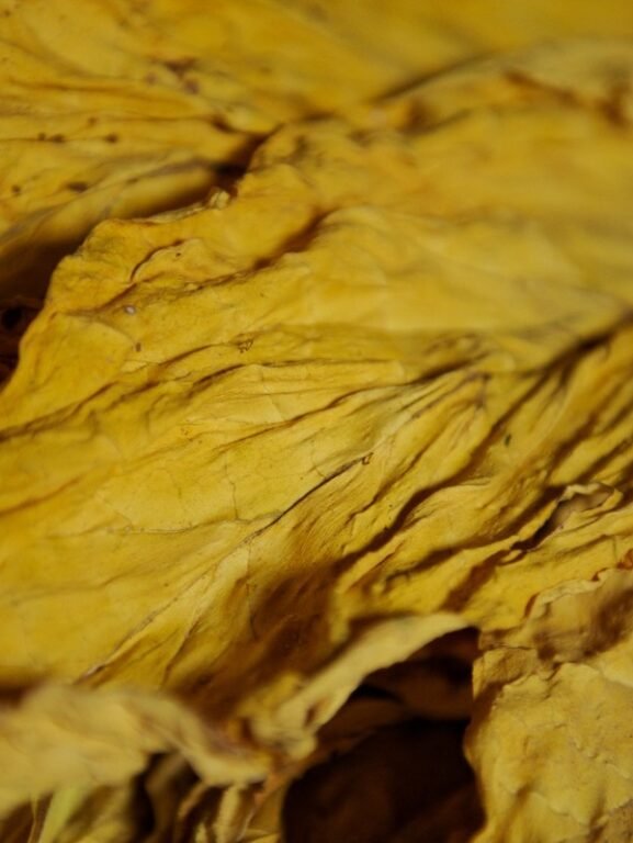 Safra de tabaco 2025: previsões e impactos no sul do brasil