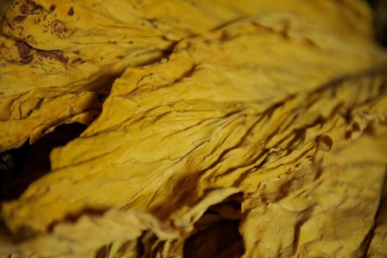 Safra de tabaco 2025: previsões e impactos no sul do brasil